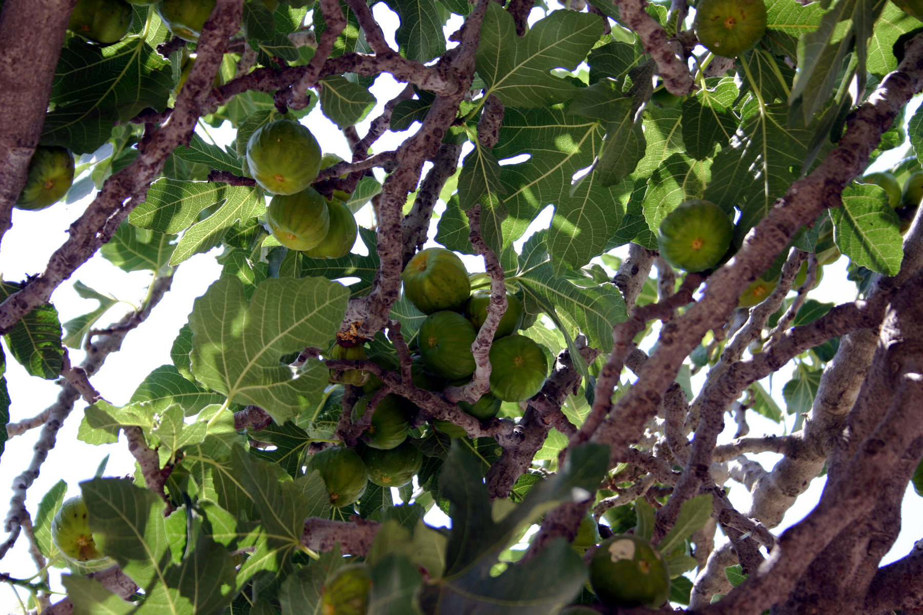 Fig Trees — Holy Land Photos