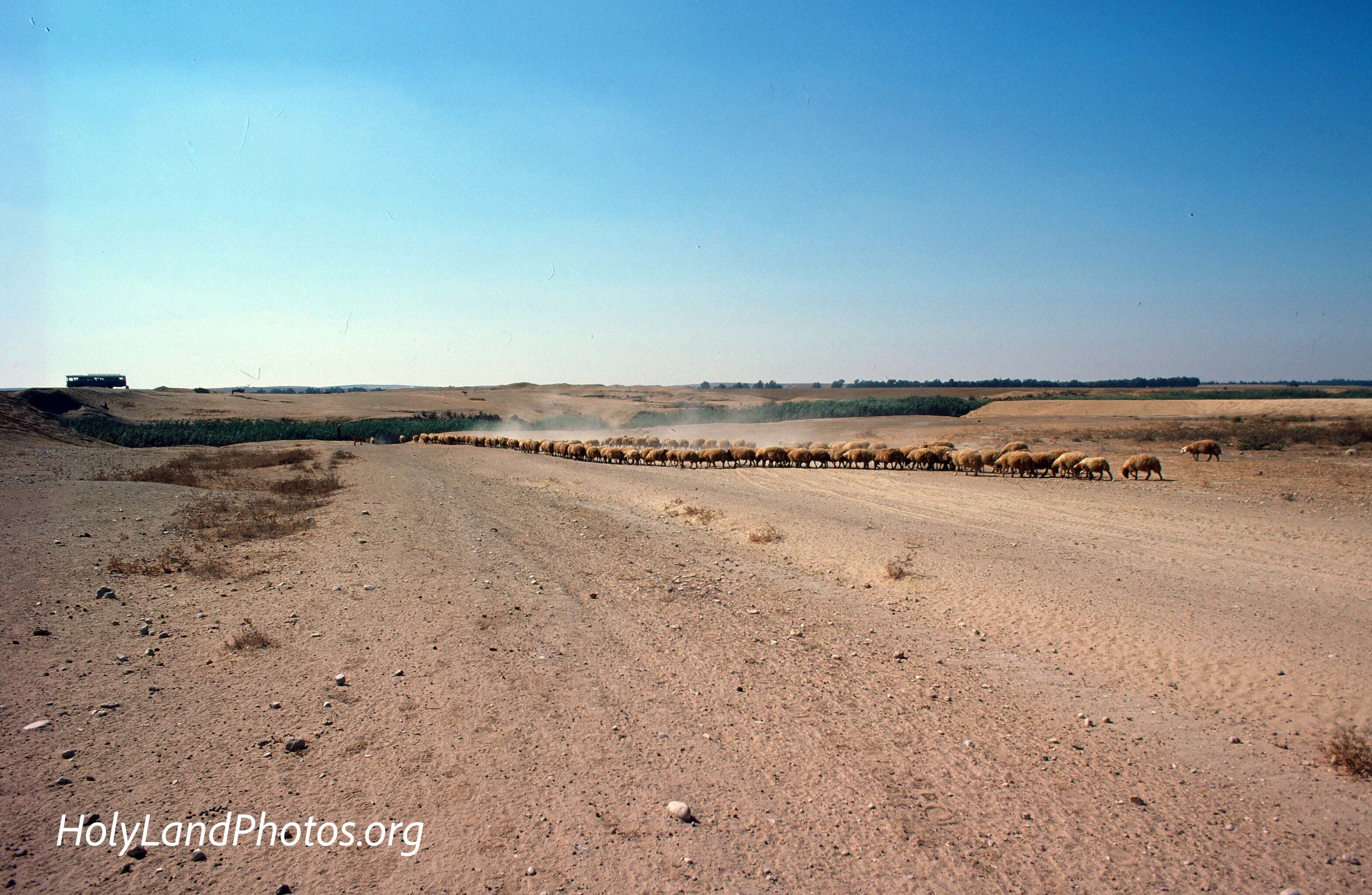 Sheep in Southern Philistia