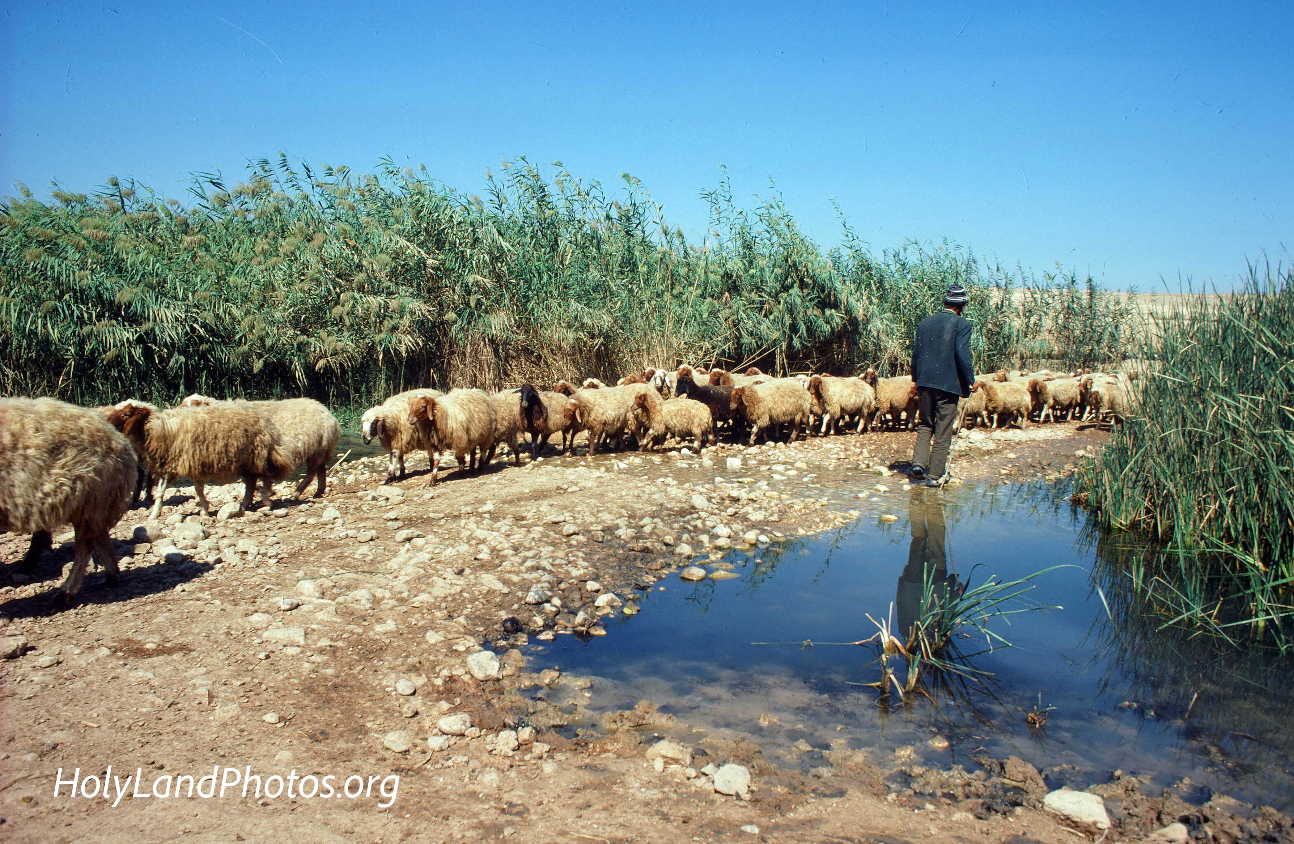 Sheep at Spring